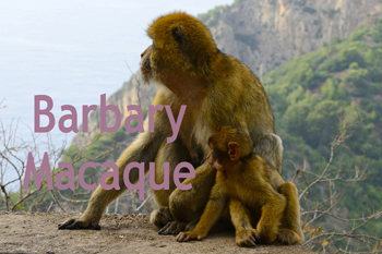 Photographs of Algeria's Barbony Macaque (Monkeys)