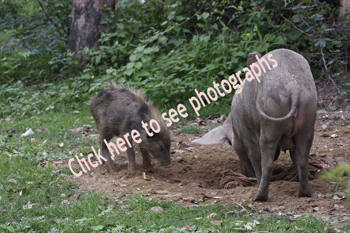 Click here to see photographs of Wild Boar