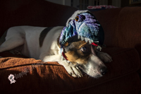 Montclair, NJ 2020 - dog wearing baby's halloween costume hat - dog as dinasaur