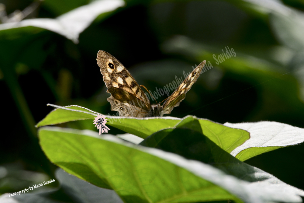 Butterfly, Cavtat, Croatia, 2019-71d-3044