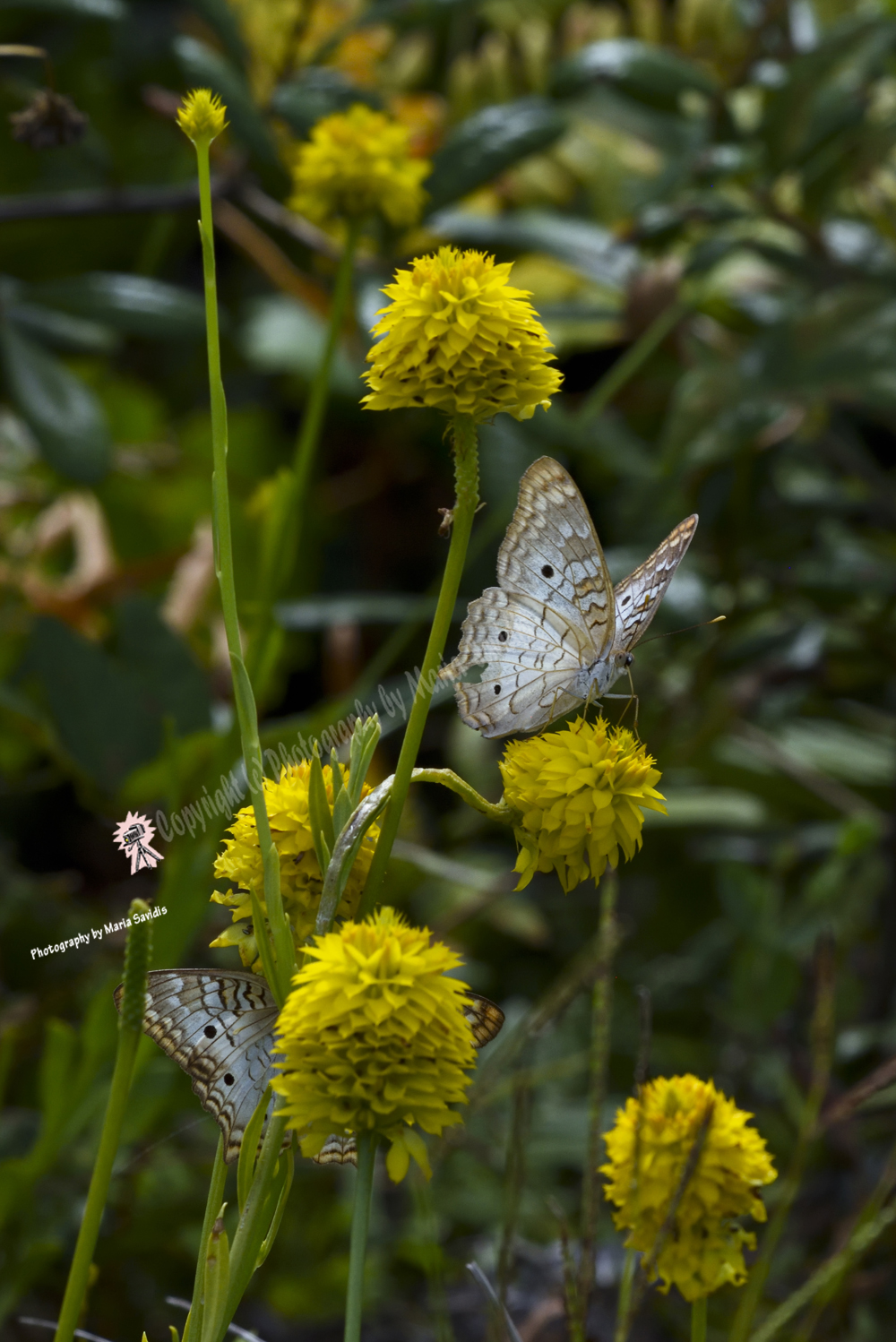 Butterfly on Yellow Flowers, Merritt Island, Florida, 2019-8ds-4227