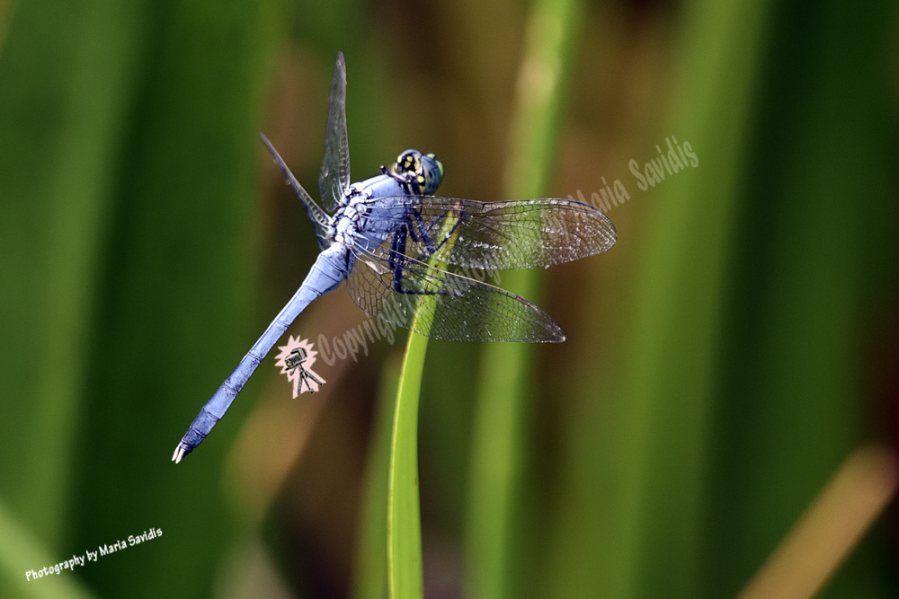 Dragonfly in Shades of Blue, Green Cay Nature Preserve, Boyton Beach, Florida, 2019-8ds-5338