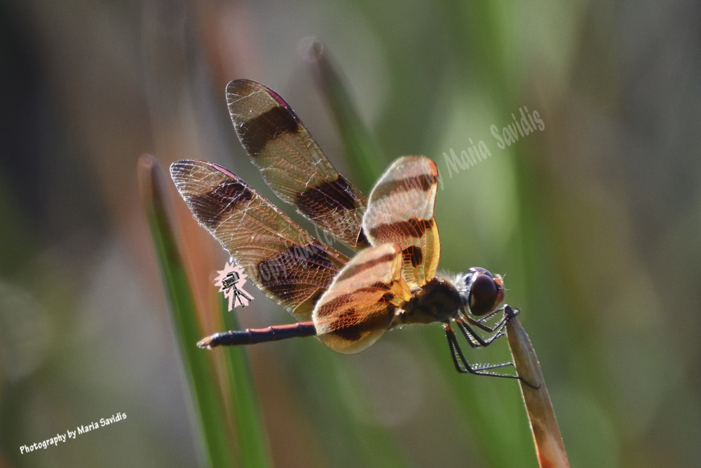 Dragonfly with Tiger-like markings, Grassy Waters Everglades Preserve, West Palm Beach, Florida Grassy Waters Everglades Preserve, West Palm Beach, Florida, 2019