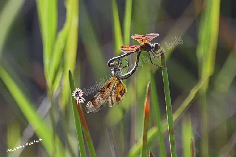 Dragonfly with Tiger-like markings, Grassy Waters Everglades Preserve, West Palm Beach, Florida Grassy Waters Everglades Preserve, West Palm Beach, Florida, 2019