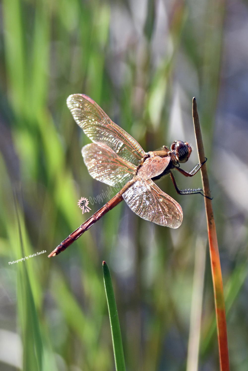 Dragonfly in shades of red, Grassy Waters Everglades Preserve, West Palm Beach, Florida Grassy Waters Everglades Preserve, West Palm Beach, Florida, 2019-8ds-6275