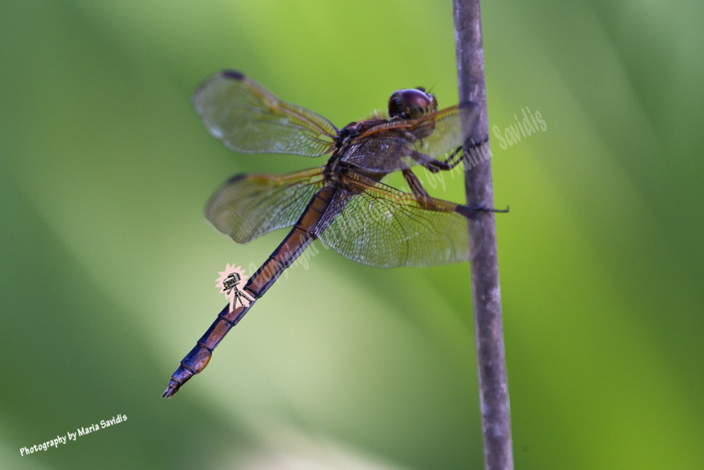 Dragonfly, Grassy Waters Everglades Preserve, West Palm Beach, Florida Grassy Waters Everglades Preserve, West Palm Beach, Florida, 2019-8ds-6275