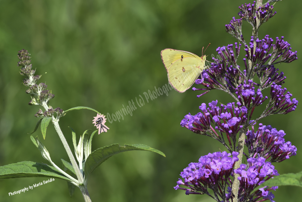 Sulfur Butterfly, Bayonne, NJ, 2019