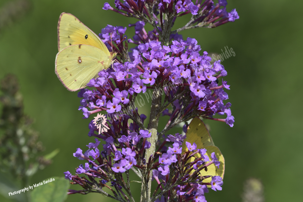 Sulfur Butterfly, Bayonne, NJ, 2019