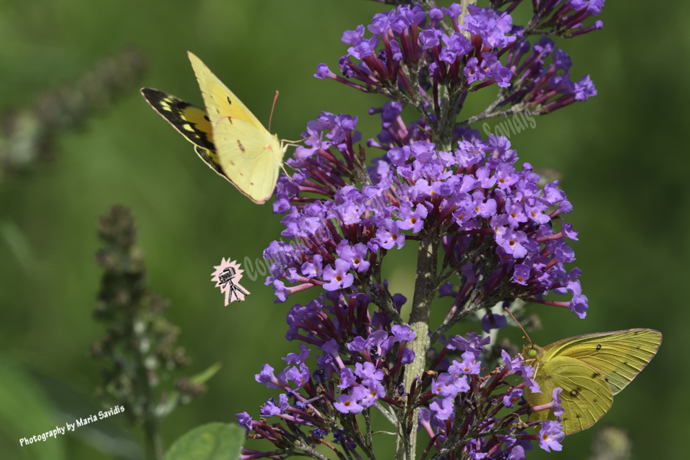 Sulfur Butterfly, Bayonne, NJ, 2019