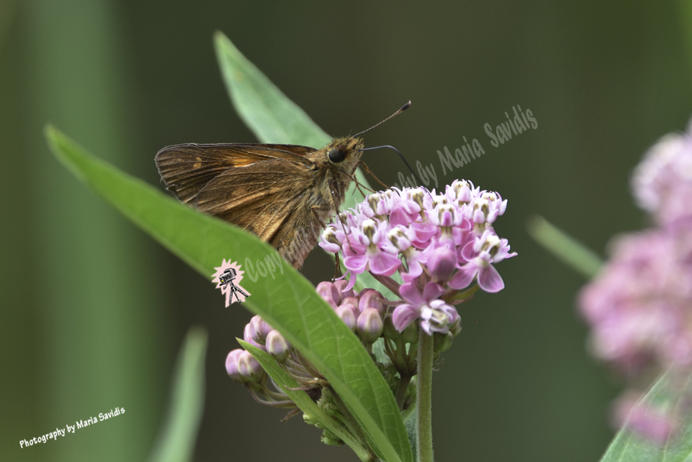 Butterfly, Bayonne, NJ, 2019