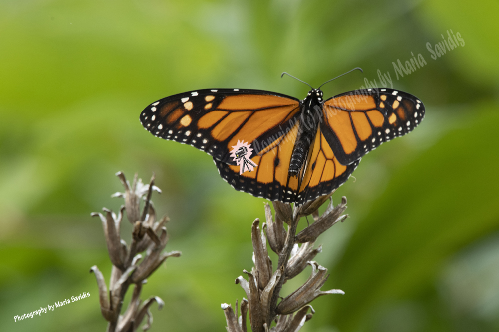 Monarch Butterfly, Bayonne, NJ 2020-D85-5125