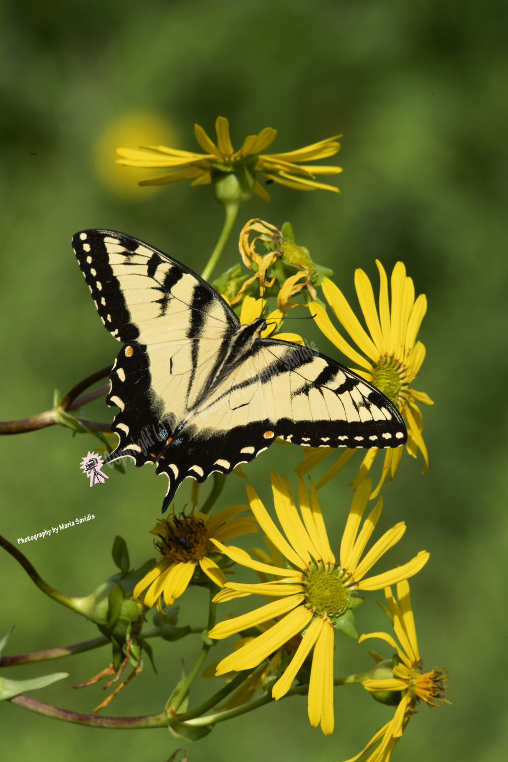 Tiger Swallowtail Butterfly, South Mountain Reservation, Maplewood, NJ 2020-D85-6613