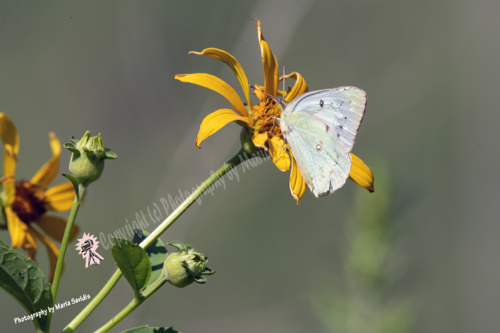 White Form Orange Sulfur Butterfly, Bayonne, NJ, 2020-D85-6667