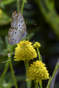 Butterfly on Yellow Flowers, Merritt Island, Florida, 2019-8ds-4230