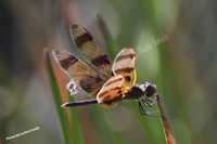 Dragonfly with Tiger-like markings, Grassy Waters Everglades Preserve, West Palm Beach, Florida Grassy Waters Everglades Preserve, West Palm Beach, Florida, 2019-8ds-6269