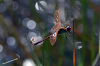 Dragonfly in shades of red, Grassy Waters Everglades Preserve, West Palm Beach, Florida Grassy Waters Everglades Preserve, West Palm Beach, Florida, 2019-8ds-6275