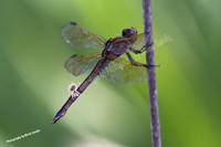 Dragonfly, Grassy Waters Everglades Preserve, West Palm Beach, Florida Grassy Waters Everglades Preserve, West Palm Beach, Florida, 2019-8ds-6285