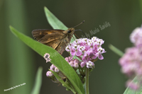 Brown Butterfly on Pink Flower, Bayonne, NJ 2019-8ds-6403