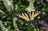 Tiger Swallowtail Butterfly, Orange Reservoir, West Orange, NJ, 2019-8ds-6418