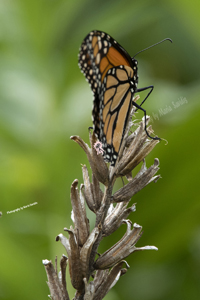 Monarch Butterfly, Bayonne, NJ 2020-D85-5116