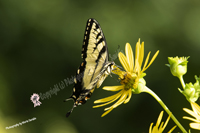 Tiger Swallowtail Butterfly, South Mountain Reservation, Maplewood, NJ 2020-D85-6572