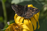 Wild Indigo Duskywing Butterfly, Bayonne, NJ 2020-D85-7389