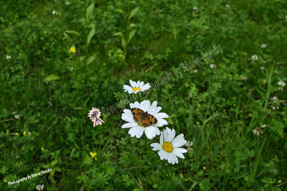 Butterfly at TurnPark Art Space, West Stockbridge, MA, 2019-70d-4747