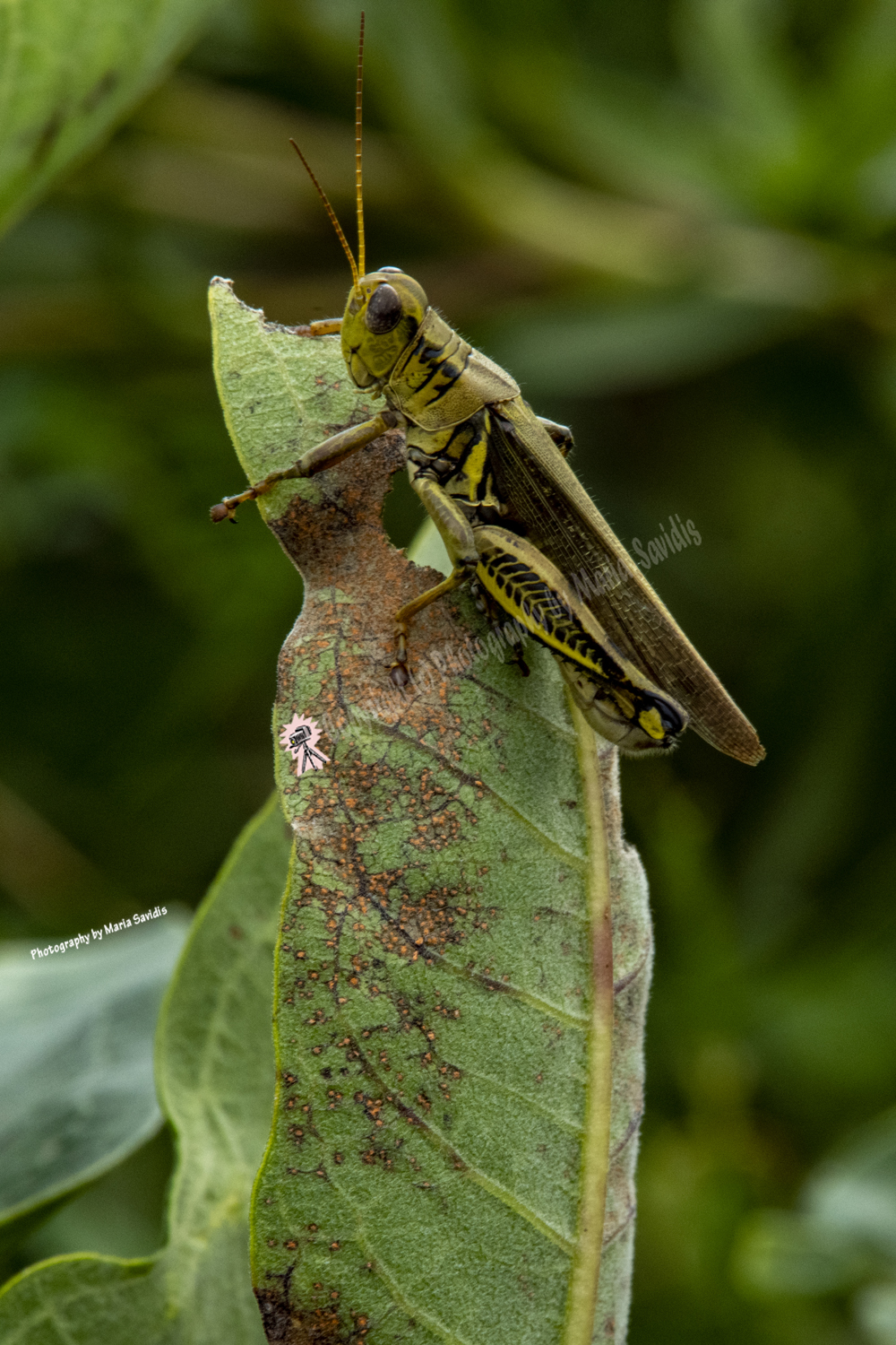 Grasshopper, Bayonne, NJ , 2020-D85-9108