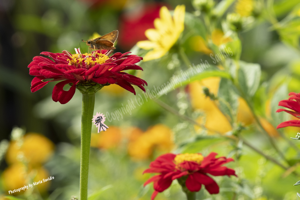 Skipper Butterfly on Red Flower, Bayonne, NJ 2020-D85-9117