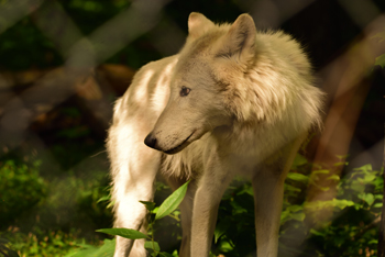 Lakota Wolf Preserve