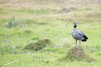 Photographs of Anseriformes such as the Southern Screamer