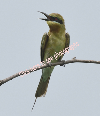 Photographs of Guira Colorful (Coraciformes)