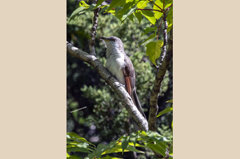 Photographs of Yellow-billed Cuckoo