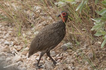 Photographs of Spurfowl