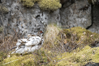 Photographs of Ptarmigan