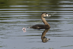 Click here to see more photographs of the Pied Grebe