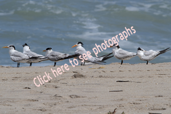 Click here to see photographs of the Royal Tern