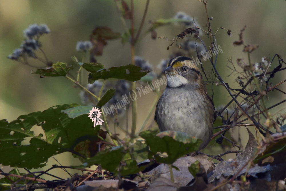Teaneck Creek Conservancy, Teneck, NJ 2019 White-throated Sparrow