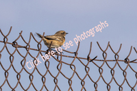 Click here to see photographs of the European Stonechat