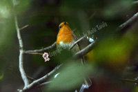 Cavtat, Croatia 2019- 71d-2967, Eurasian Robin