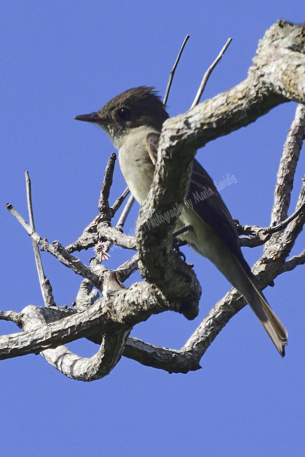Fern Forest, Florida, USA Eastern Wood Peewee