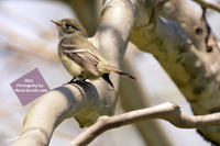 Maplewood, NJ 2020-8ds-3318, Least Flycatcher