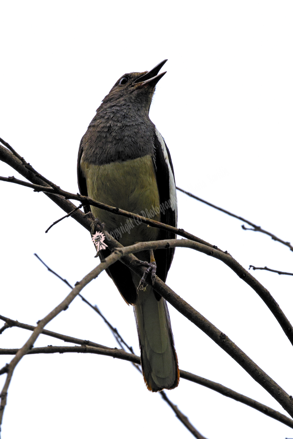 Keoladeo National Park, Rajasthan, India - Oriental Magpie Robin