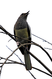 Keoladeo National Park, Rajasthan, India, Oriental Magpie Robin 2019-8DS-7254