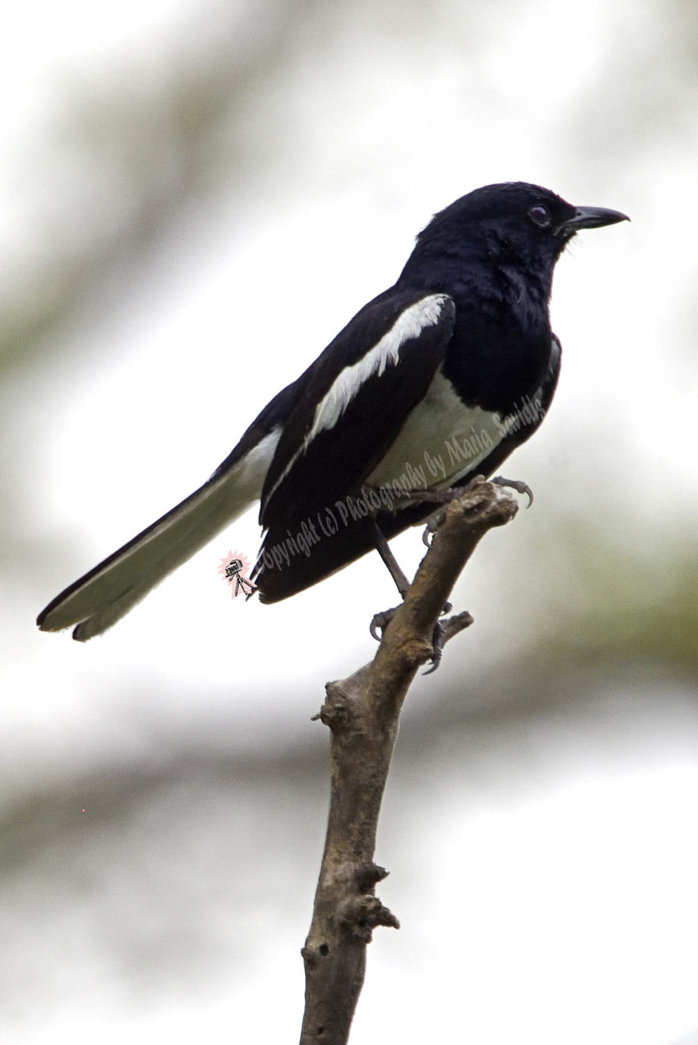 Keoladeo National Park, Rajasthan, India - Oriental Magpie Robin