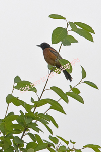 Click here to see photographs of the Orchard Oriole