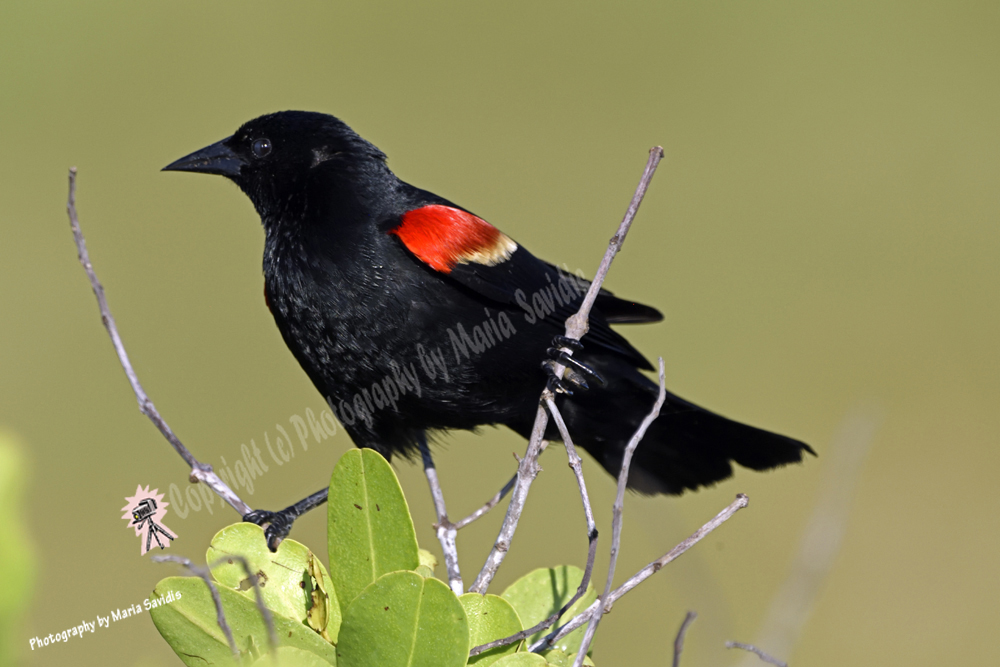 Red-winged Blackbird, Merritt Island, Florida 2019