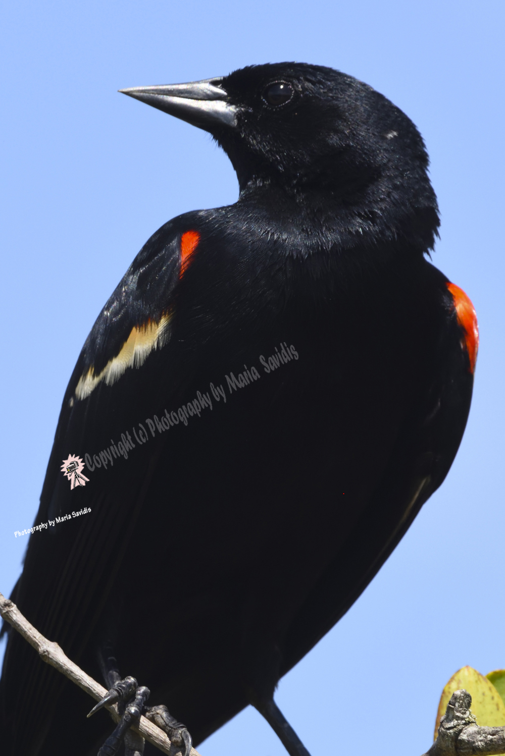 Red-winged Blackbird, Merritt Island, Florida 2019