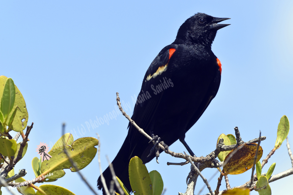 Red-winged Blackbird, Merritt Island, Florida 2019