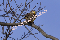 Click here to see photographs of the Eastern Meadowlark 
